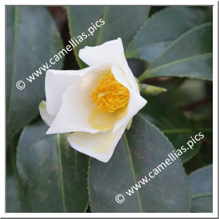 Camellia Japonica 'Ichiraku'