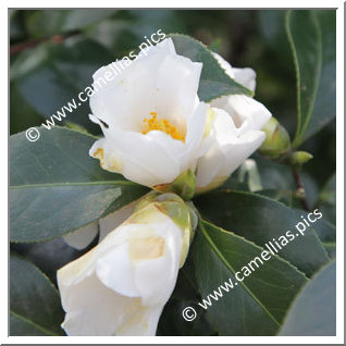 Camellia Japonica 'Ichiraku'