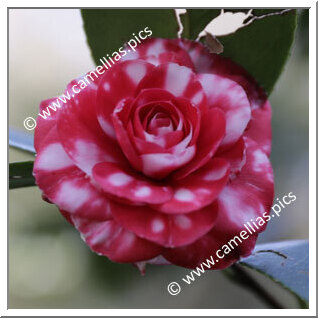 Camellia Japonica 'Ida Borrini'