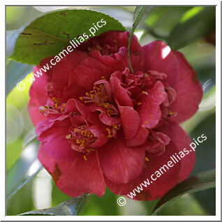 Camellia Japonica 'Ignea'
