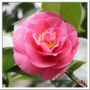 Camellia Japonica 'Ignescens'