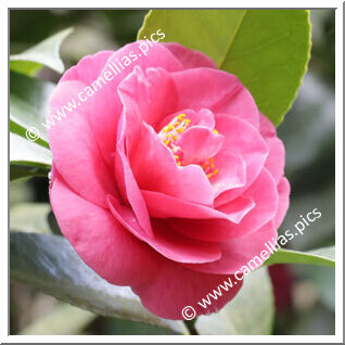 Camellia Japonica 'Ignescens'