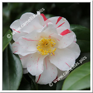 Camellia Japonica 'Ikari-shibori'