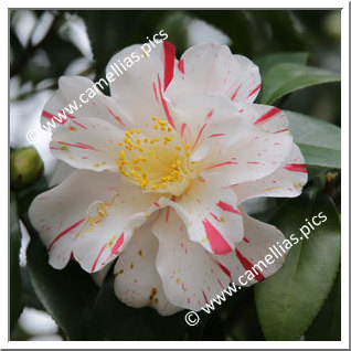 Camellia Japonica 'Ikari-shibori'