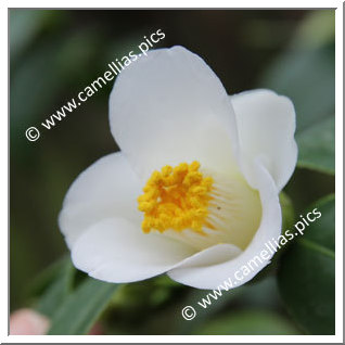 Camellia Japonica 'Ikkyû'