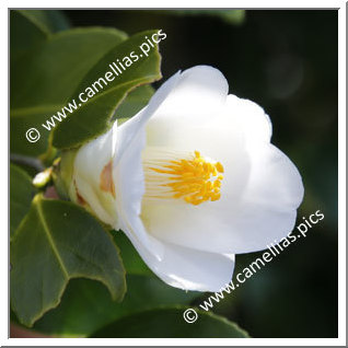 Camellia Japonica 'Ikkyû'