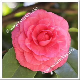 Camellia Japonica 'Il Tramonto'