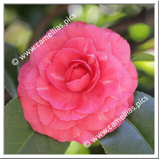 Camellia Japonica 'Il Tramonto'