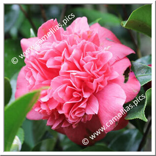 Camellia Japonica 'Ilam Satin'