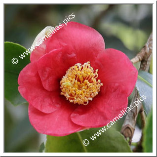 Camellia Higo Camellias 'Imakumagai'