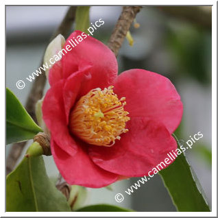 Camellia Higo Camellias 'Imakumagai'