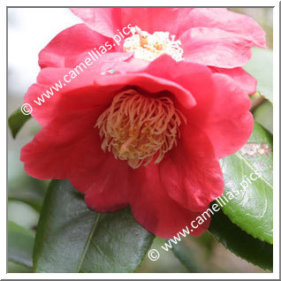 Camellia Camellia Japonica de Higo 'Imakumagai'