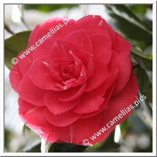 Camellia Japonica 'Imbricata'