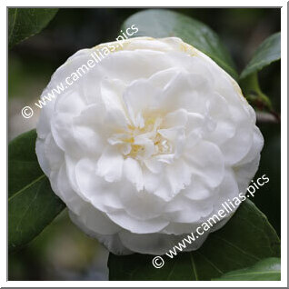 Camellia Japonica 'Imbricata Alba'