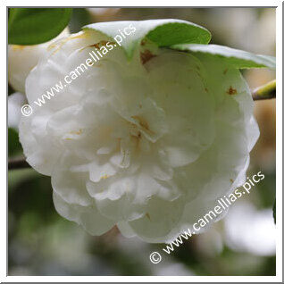 Camellia Japonica 'Imbricata Alba'