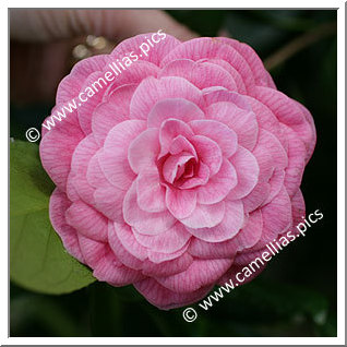 Camellia Japonica 'Imbricata Dunlapii'