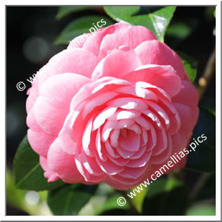 Camellia Japonica 'Imbricata Rosea'