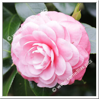 Camellia Japonica 'Imbricata Rosea'