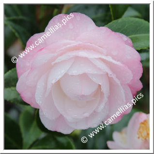 Camellia Japonica 'Imbriqué de Gaujacq'