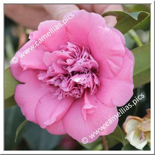 Camellia Japonica 'Imperator'