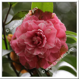 Camellia Japonica 'Imperador e Rei Dom Pedro IV'