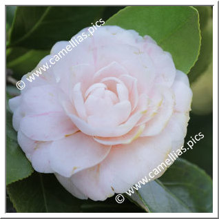 Camellia Japonica 'Impératrice Eugènie'