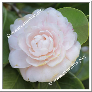 Camellia Japonica 'Impératrice Eugènie'