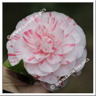 Camellia Japonica 'Imperatriz Dona Leopoldina'