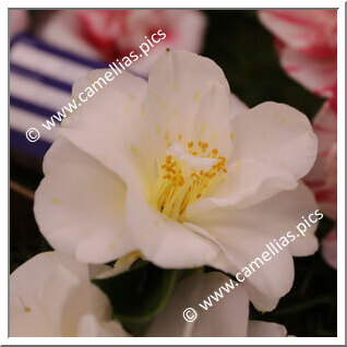 Camellia Japonica 'Imura'