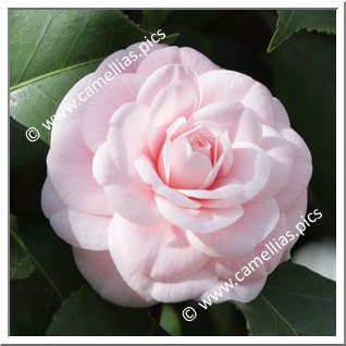 Camellia Japonica 'Incarnata'