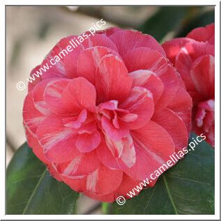 Camellia Japonica 'Incomparabilis Vera'