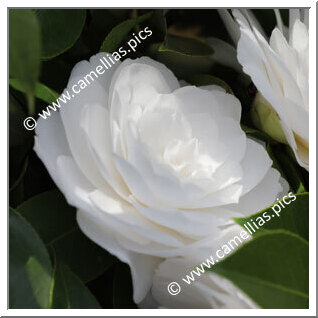 Camellia Japonica 'Innocenza'
