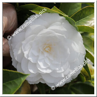 Camellia Japonica 'Innocenza'