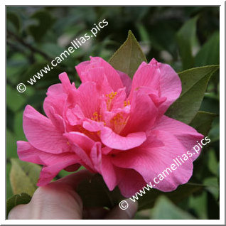 Camellia Hybrid C.reticulata  'Innovation'