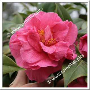 Camellia Hybride C.reticulata 'Innovation'
