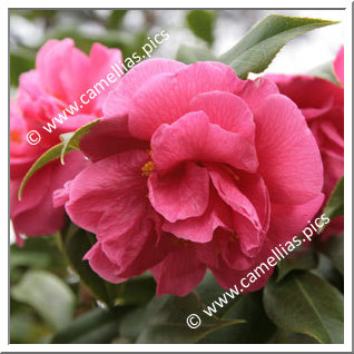 Camellia Hybride C.reticulata 'Innovation'