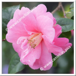Camellia Hybride 'Inspiration'