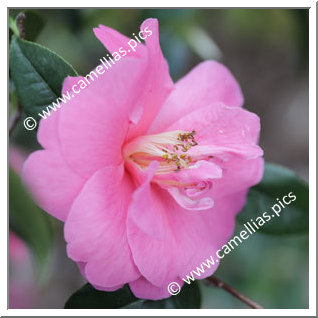 Camellia Hybride 'Inspiration'