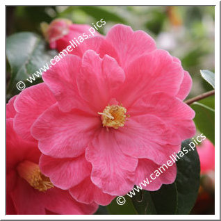 Camellia Hybride C.reticulata 'Interval'