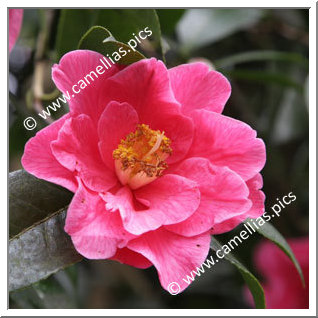 Camellia Hybride C.reticulata 'Interval'