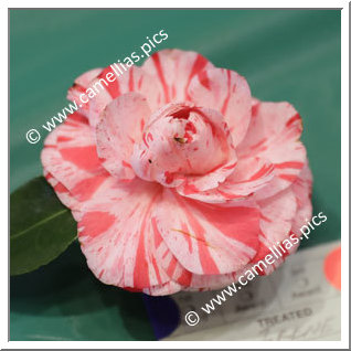 Camellia Japonica 'Irene'