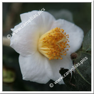 Camellia Species 'C. irrawadiensis'