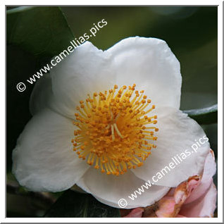 Camellia Botanique 'C. irrawadiensis'