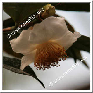 Camellia Species 'C. irrawadiensis'