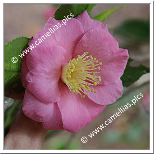 Camellia Hybride 'Isaribi'