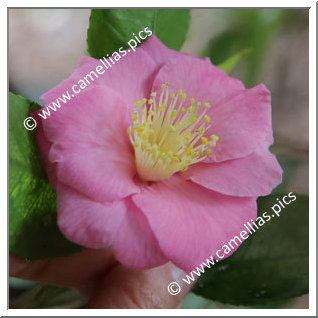 Camellia Hybride 'Isaribi'