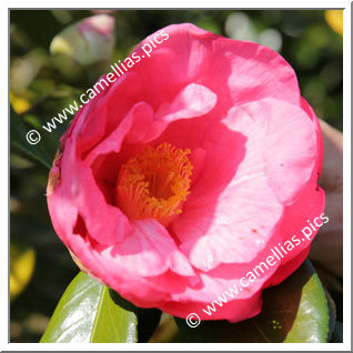 Camellia Japonica 'Ishizuchi'