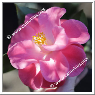 Camellia Hybrid C.x williamsii 'Island Sunset'