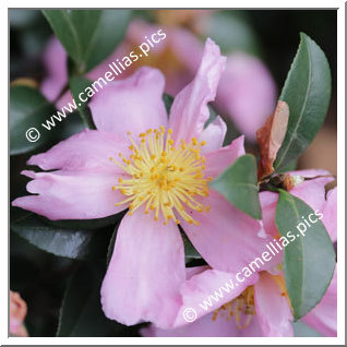 Camellia Sasanqua 'Isoli'