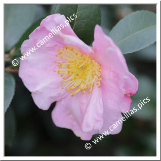 Camellia Sasanqua 'Isoli'